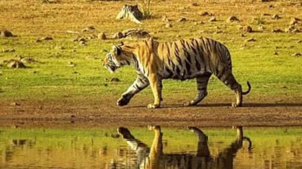Striped tiger sighting drinking water in Sawantwadi