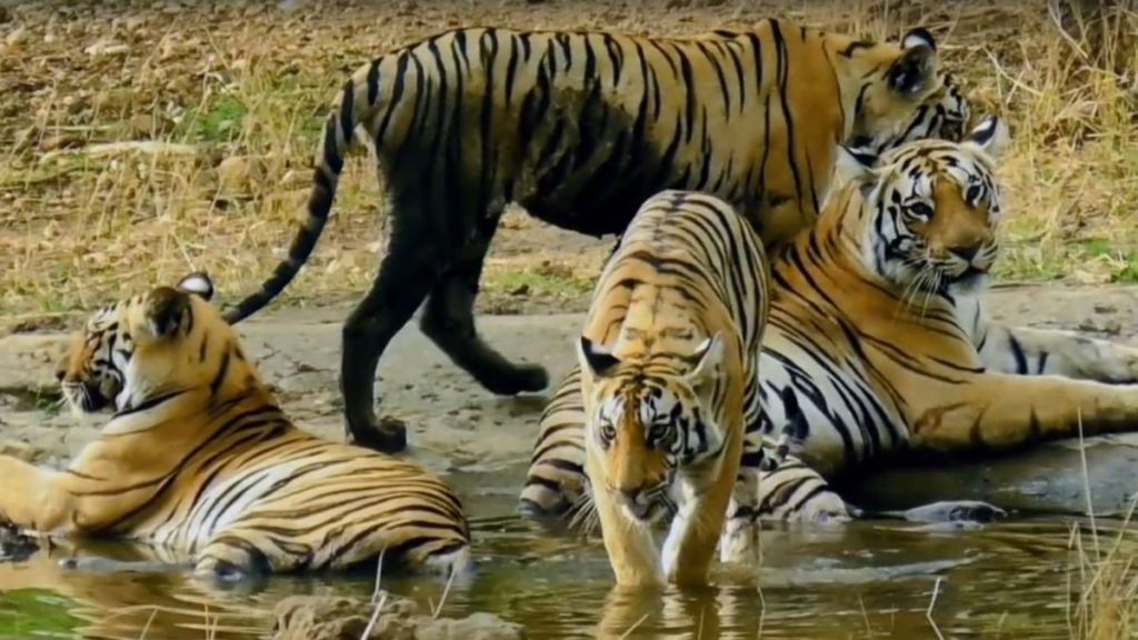nagpur video of tigress and cubs near Khursapar Gate in Pench Tiger Reserve