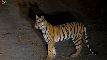 yavatmal tipeshwar painganga wildlife census tigers increase tourism