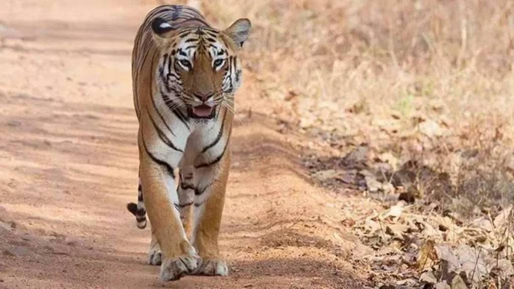 Pregnant tigress dies in Madhya Pradesh news in marathi