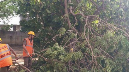 193 trees fell due to rains in Pune in May this year pune news