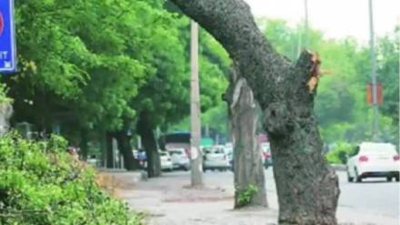 It has been revealed that tree inspections in Thane city have been delayed due to lack of funds It has been revealed that tree inspections in Thane city have been delayed due to lack of funds