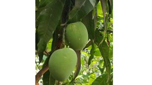 vasai farmers mango crop insurance claim denied