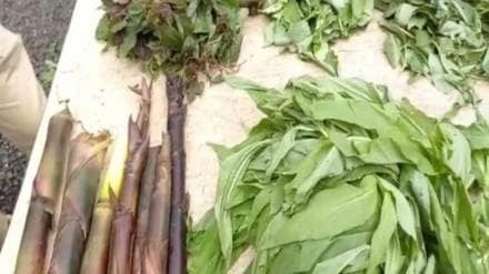 forest vegetables news in marathi