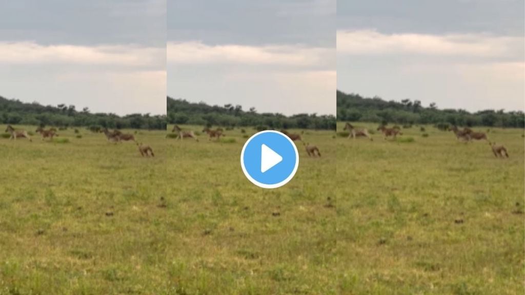Zebra and lioness