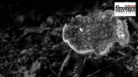 dark fungus eats radiation analysis