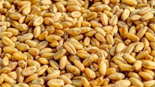 The total production of wheat in the country this years Rabi season has reached about 1132 lakh tonnes
