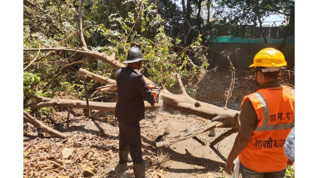 Two trees fell in Thane and damaging a car Firefighters injured while removing the tree Two trees fell in Thane and damaging a car Firefighters injured while removing the tree