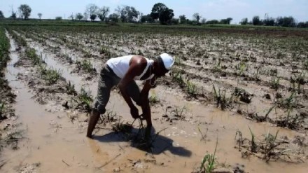 Maharashtra government approved Agriculture - Artificial Intelligence MahaAgri - AI Policy