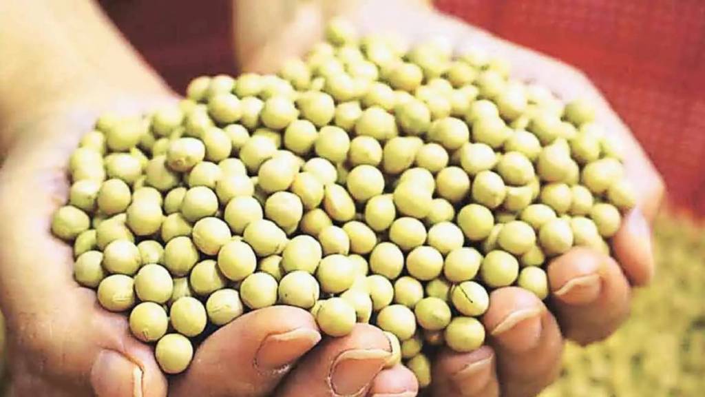 Agriculture department officials in Dhule district seized fake seeds worth about Rs 22 lakh Agriculture department officials in Dhule district seized fake seeds worth about Rs 22 lakh