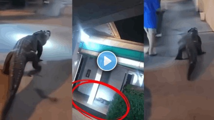 shocking video alligator spotted outside hotel 6 foot long wild beast people shocked viral video on social media