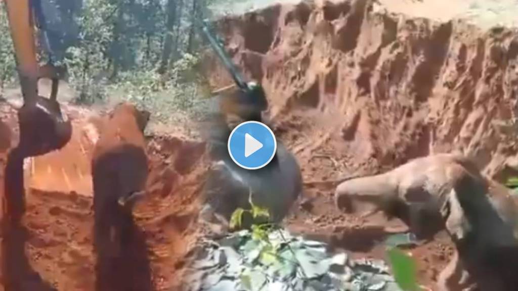 Baby Elephant Rescued viral video