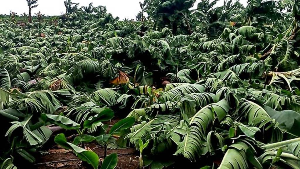 In Jalgaon banana plantation destroyed by heavy rain