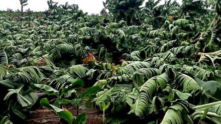 In Jalgaon banana plantation destroyed by heavy rain