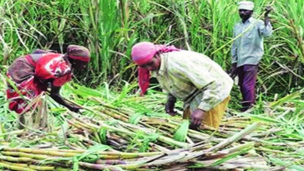 Labour contractors accused of defrauding ₹6.67 lakh in sugarcane harvesting deal  scams in Karad