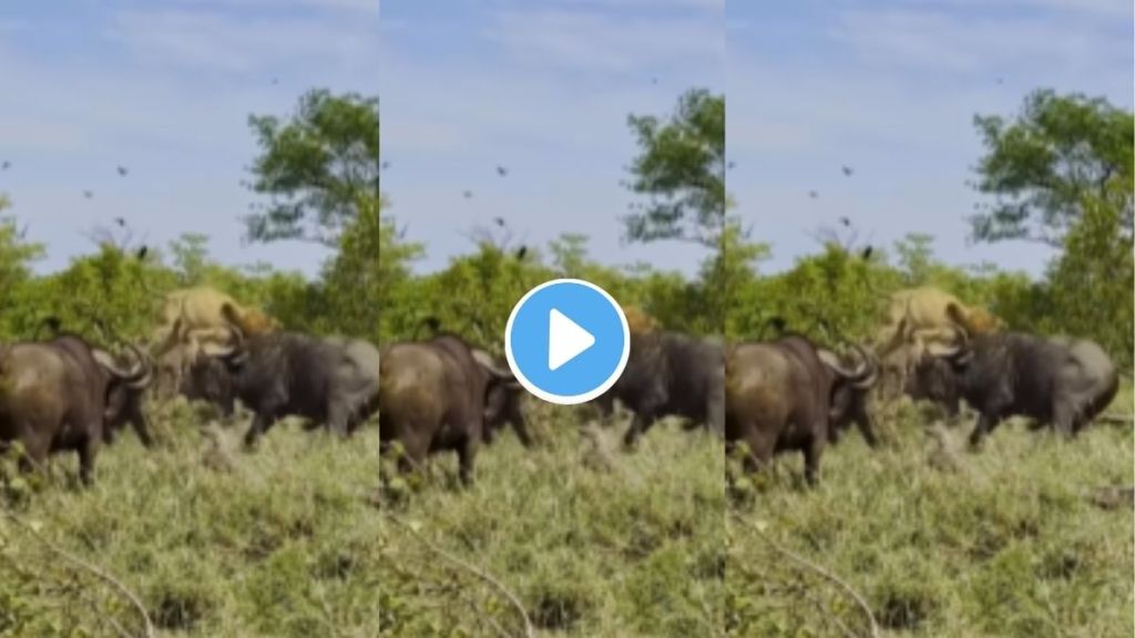 Wild animal attack video