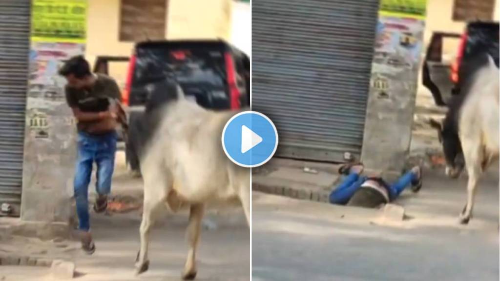 Bull Attack Man video viral