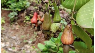 konkan farmers distress unseasonal rains expecting immediate government help