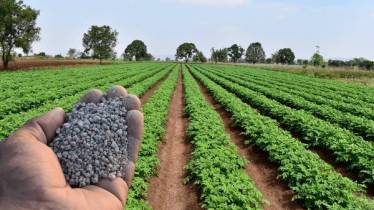 DAP fertilizer shortage in India as China stop exports