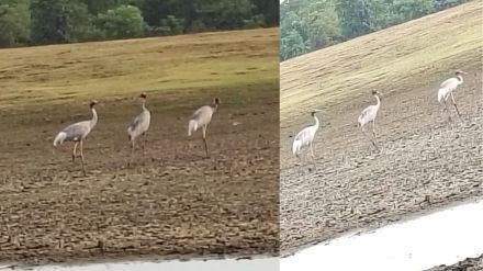 Cranes census Gondia 36 birds were found number has increased compared past two years Cranes census Gondia 36 birds were found number has increased compared past two years