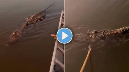 Crocodile attack fisherman video viral