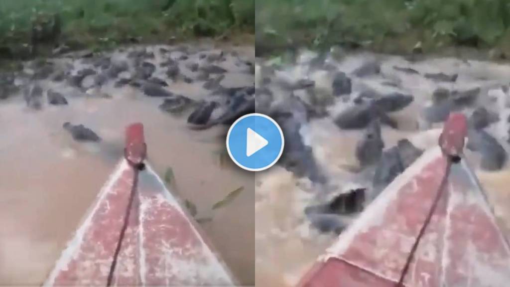 Crocodile river viral video
