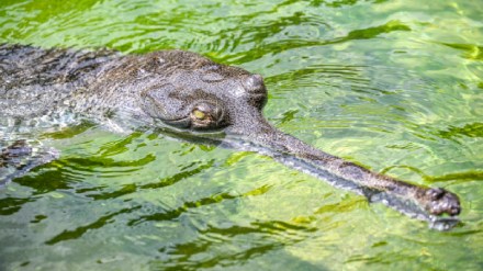Four new Crocodile in the rani baug Mumbai print news