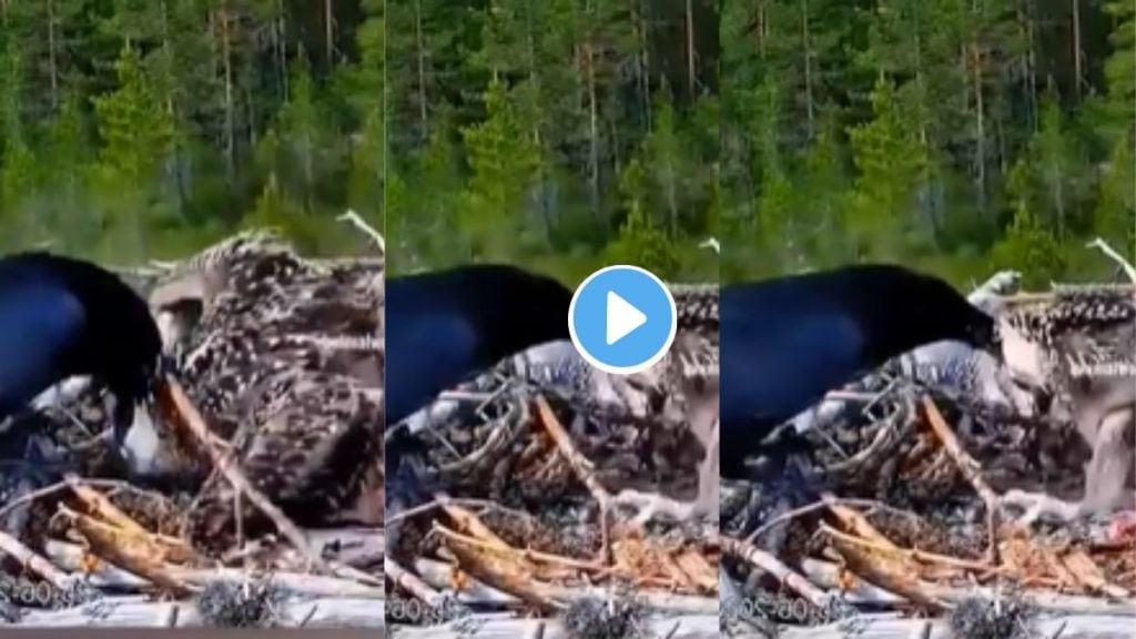 Crow and Eagle Fight Video