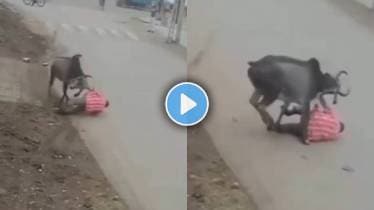 Delhi Bull Attack in man video viral