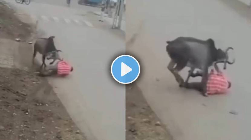 Delhi Bull Attack in man video viral