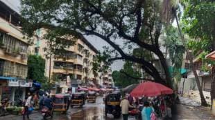 in Dombivli trees in dangerous conditions