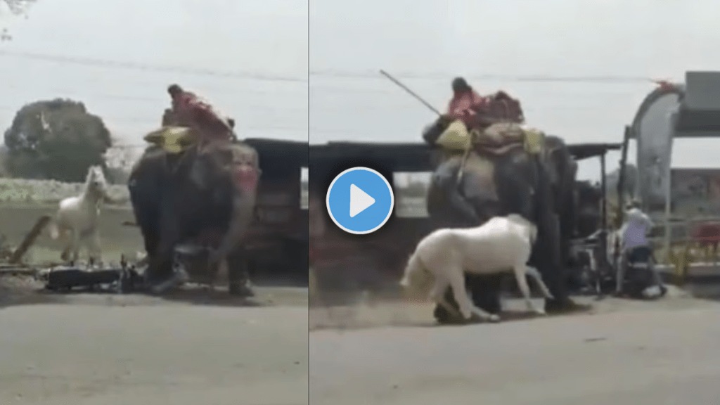 Elephant Vs Horse