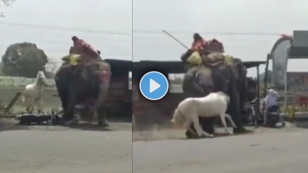 Elephant Vs Horse