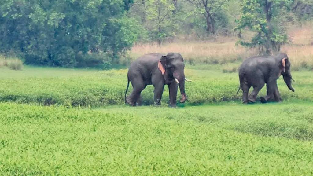 Elephants from Odisha have withdrawn from the Tadoba Andhari Tiger Reserve Project