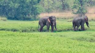 Elephants from Odisha have withdrawn from the Tadoba Andhari Tiger Reserve Project