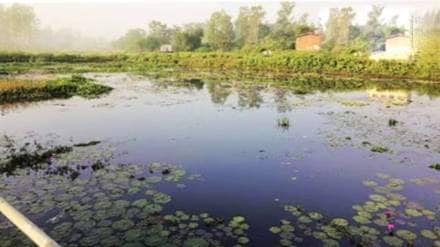 Environmentalists will unite for the second consecutive Sunday to save Lotus Lake