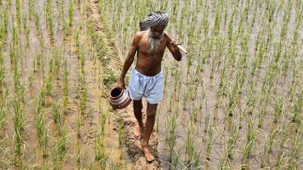 Central government extended duration To participate in Fruit Insurance Scheme