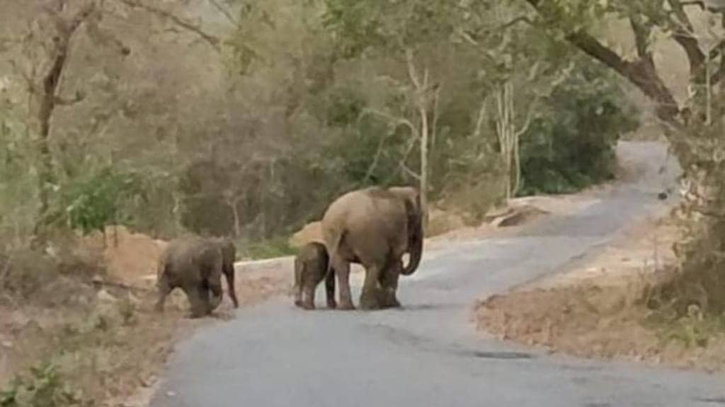 Ganesh elephant family gathering news in marathi