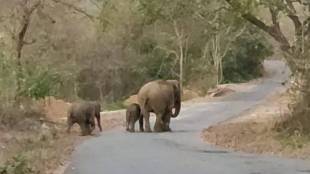Ganesh elephant family gathering news in marathi