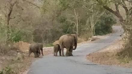 Ganesh elephant family gathering news in marathi