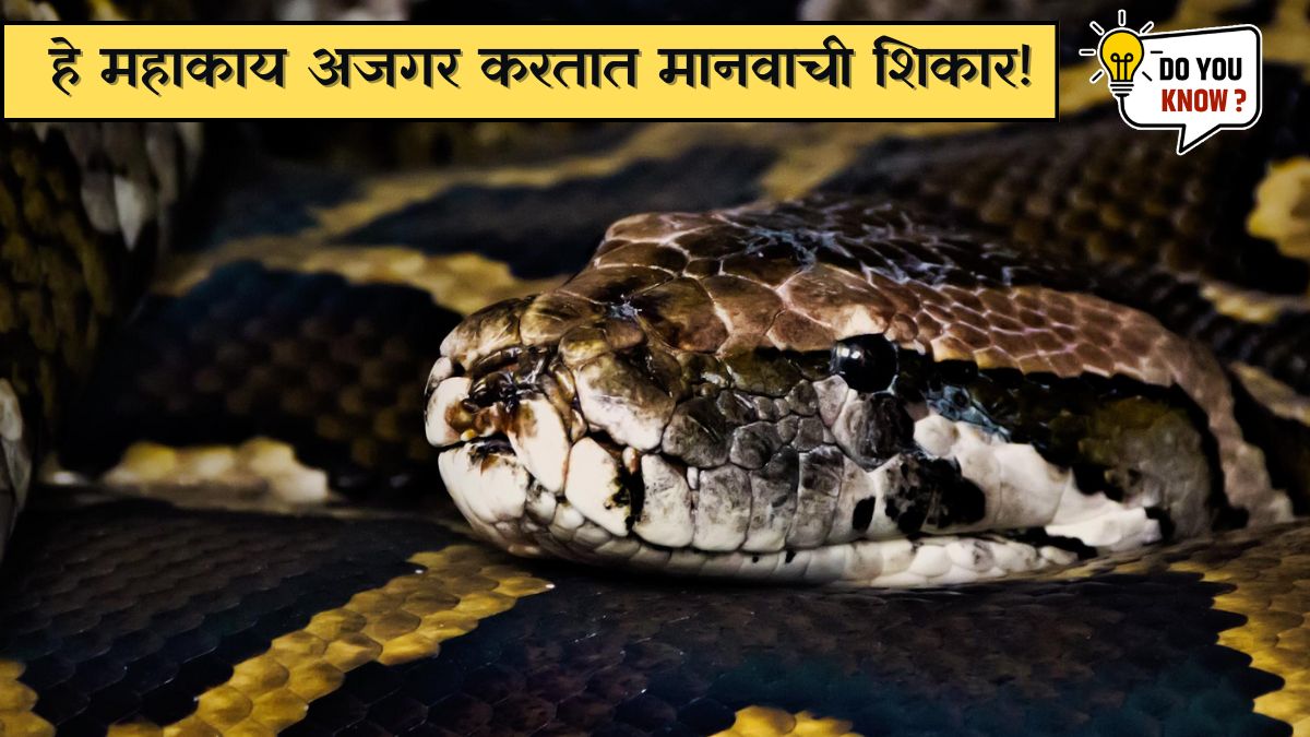 Burmese Python Eats Reticulated Python Reticulated pythons, green anacondas Burmese pythons and African rock ...