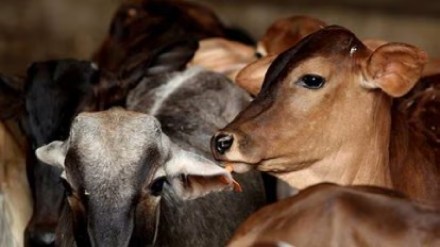letter from the Goseva Commission has a financial impact on farmers