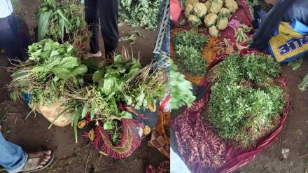 Heavy rains cause extensive damage to leafy vegetables in the fields Heavy rains cause extensive damage to leafy vegetables in the fields
