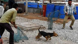 jalgaon mnc not recruit staff from years now who will caught stray dogs