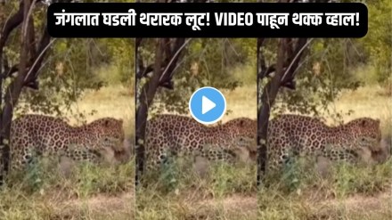 Hyena snatches leopard prey