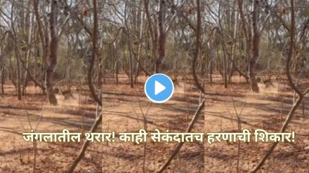 Viral wildlife attack Komodo dragon