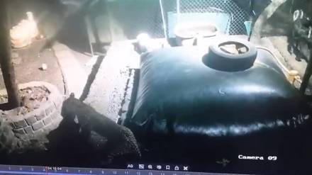 Supriya Sule wrote a letter to forest department Leopard attack goat case in Bhugaon, mulshi