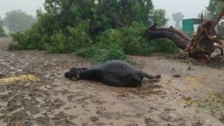 Lightning strikes Buldhana leaving 18 animals dead