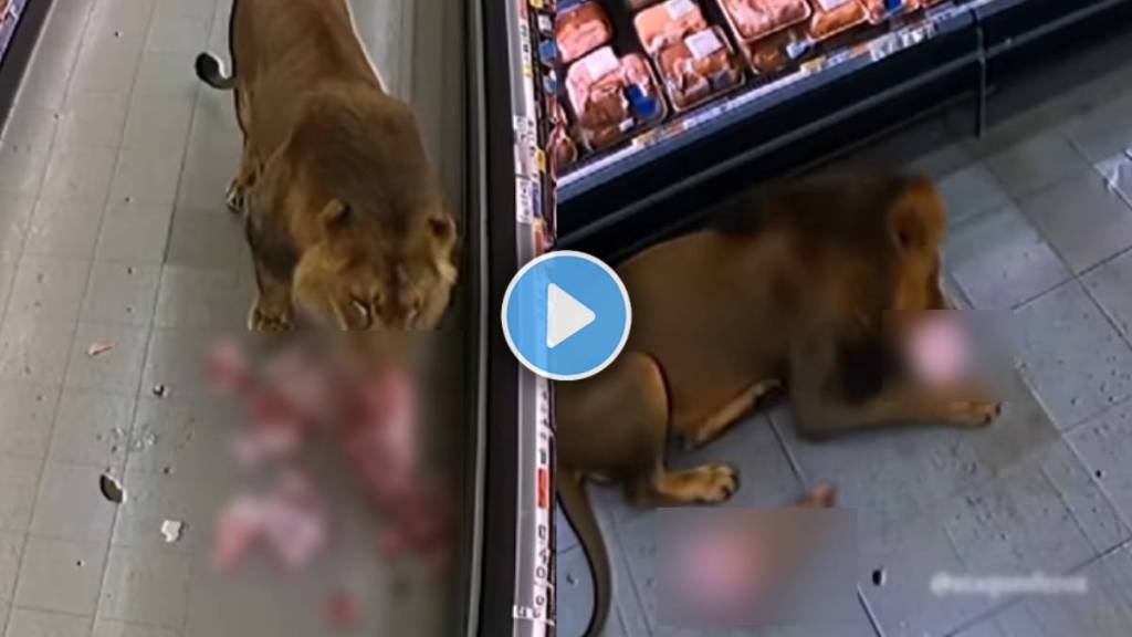 Lion Inside South African Grocery Store video Lion Inside South African Grocery Store video