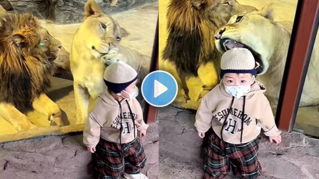 Lioness Attack On Kid video viral
